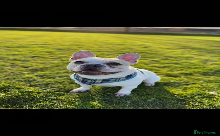 French Bulldog dogs - Advert 4