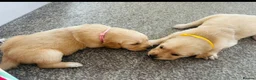 Golden Retriever dogs for sale: Golden retriever puppies (7)  in Barton-upon-Humber - Advert 15