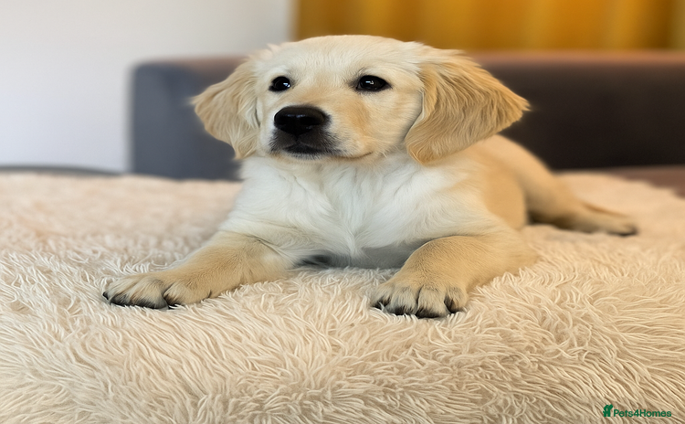 Golden Retriever dogs - Advert 3