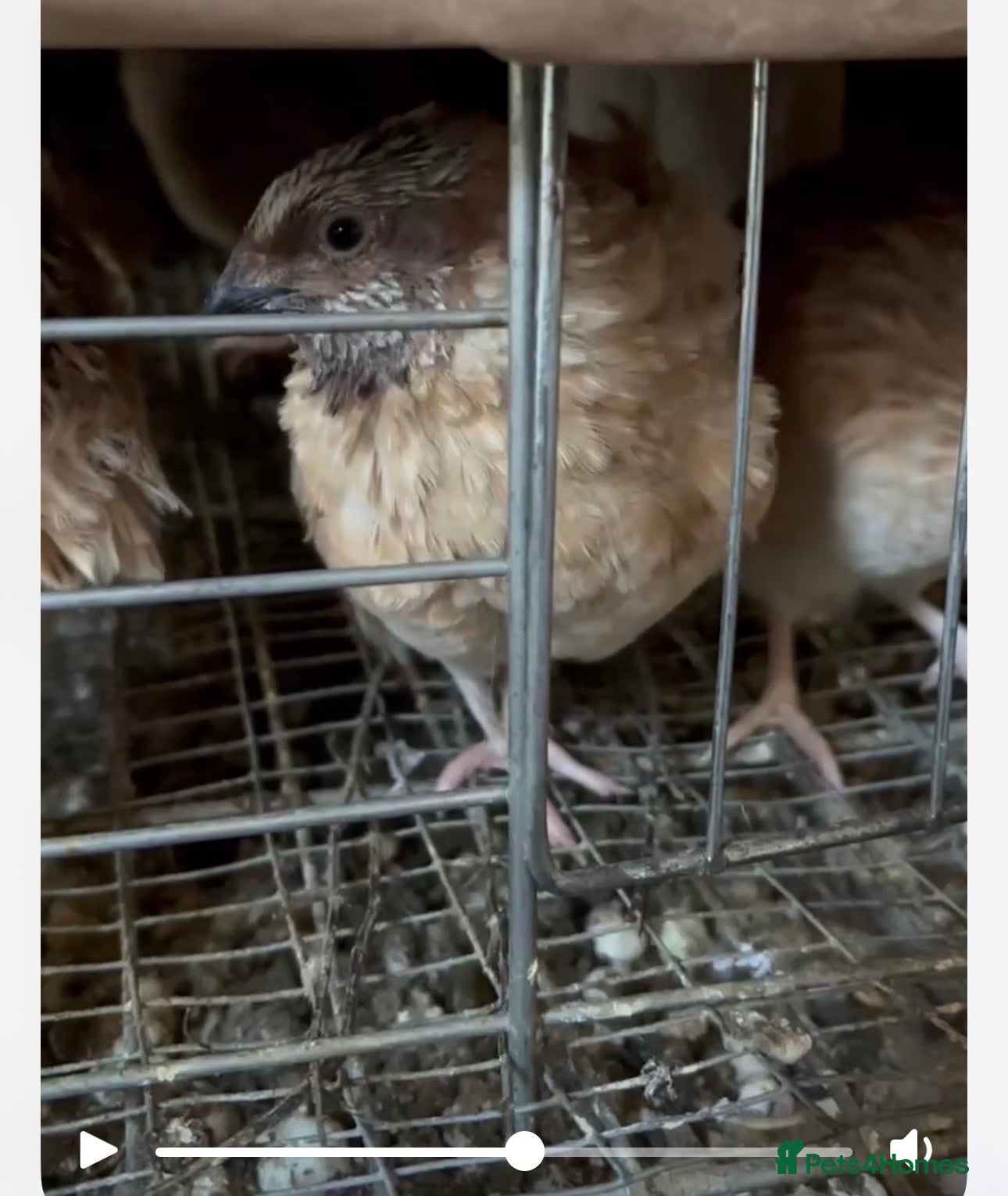 Mixed Breed birds Quail and eggs  - Advert 6