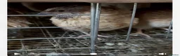 Mixed Breed birds for sale: Quail and eggs  - Advert 1