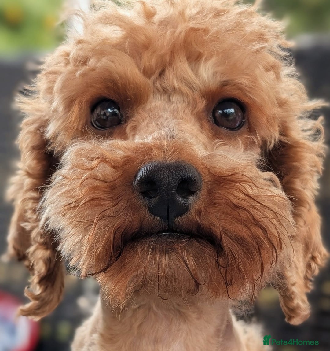 Cockapoo dogs for sale: Charming Mini Cockerpoo puppies  - Advert 3