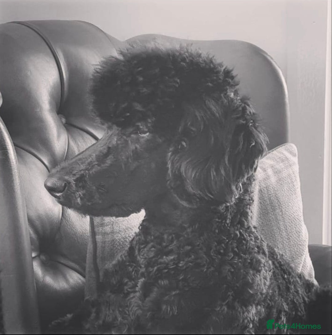 Standard Poodle dogs for stud: Stunning Black Standard Poodle for stud  in Girvan - Advert 3
