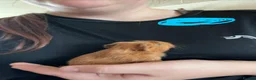 Guinea Pig rodents for sale: Baby Guinea Pigs - Advert 2