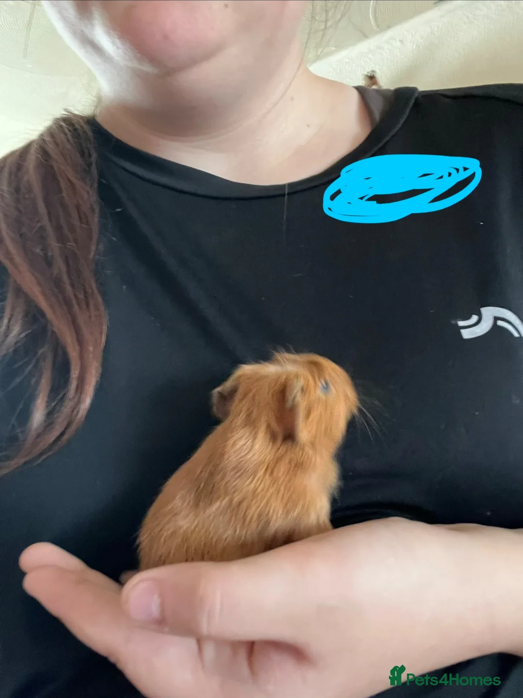 Guinea Pig rodents for sale: Baby Guinea Pigs - Advert 2