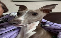Italian Greyhound dogs for sale: Male  Italian greyhound for sale  - Advert 4