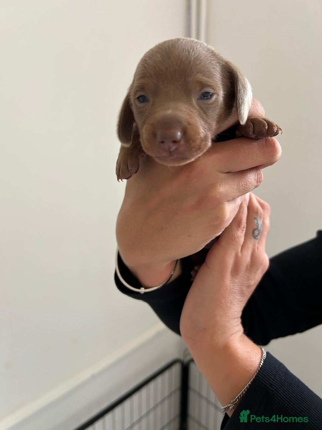 Dachshund dogs for sale: Miniature Dachshund puppies  - Image 7