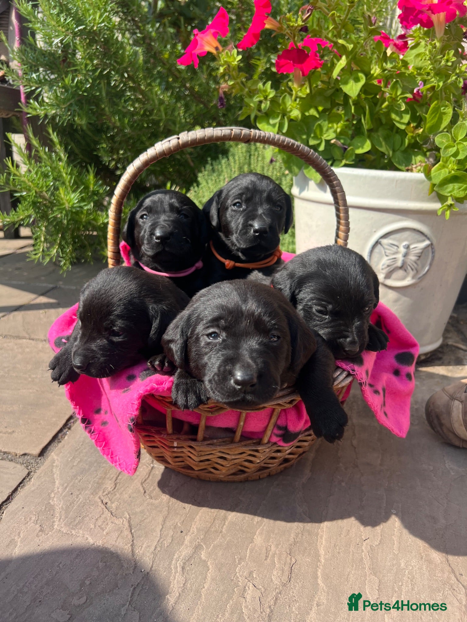 Labrador Retriever dogs Exquisite KC FTCH Labrador Puppies - Advert 2