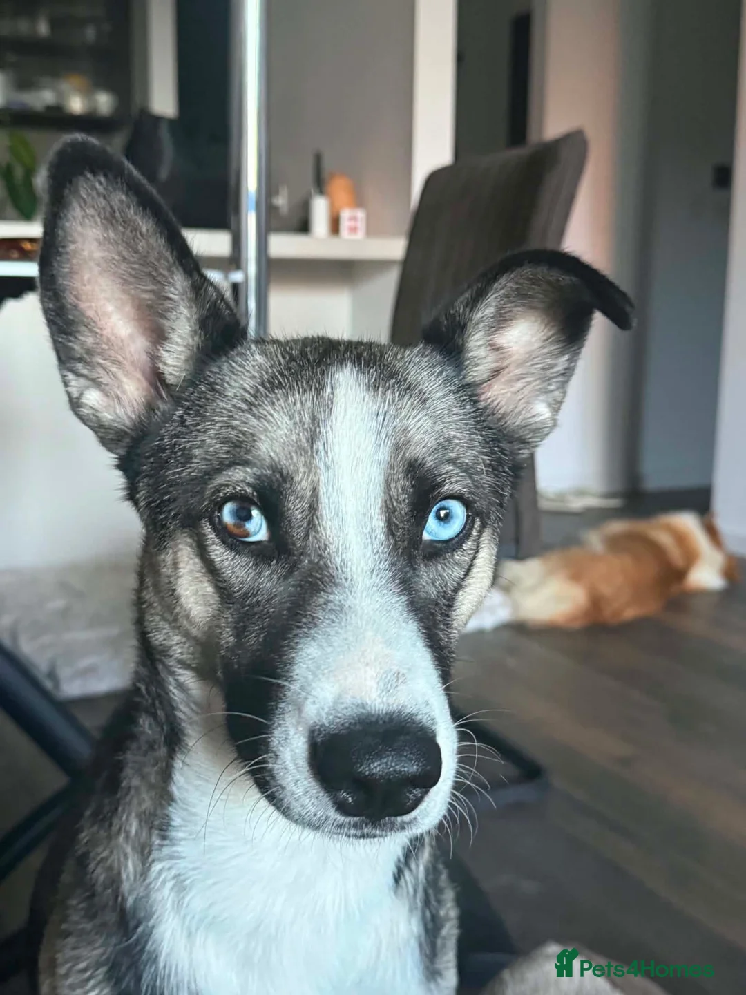 Mixed Breed dogs for adoption: ❤️ KAIDA IS STILL WAITING FOR HER FAMILY in London - Advert 1