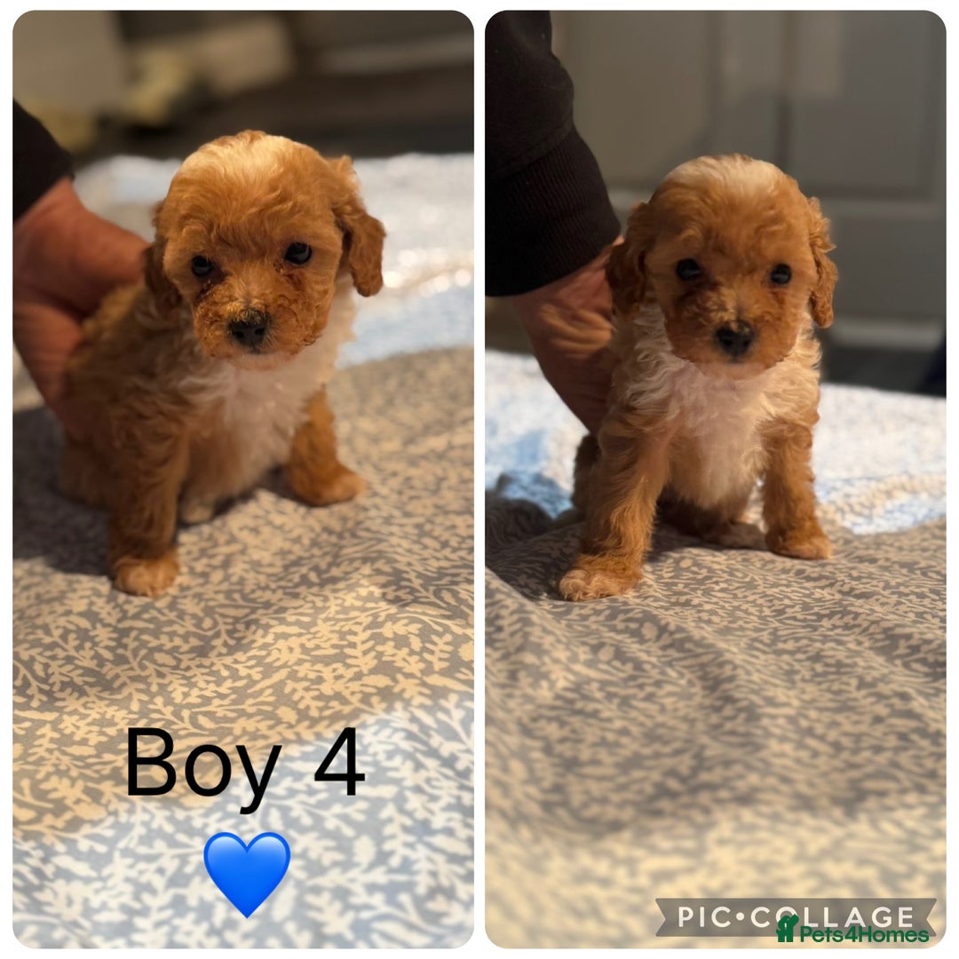 Cockapoo dogs for sale: Cockapoo Puppies - Image 5