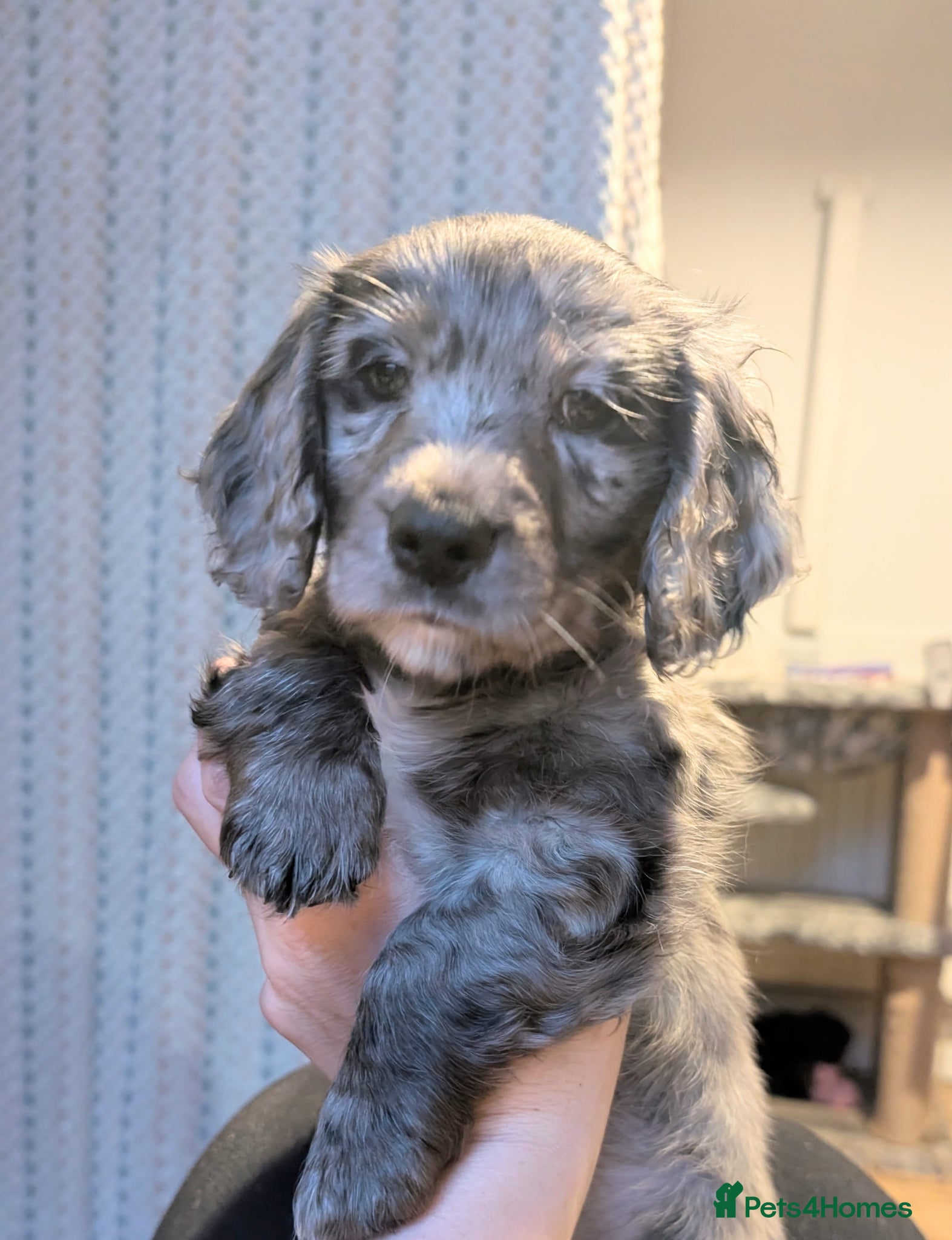 Mixed Breed dogs fluffy Daxiepoo, dachshund X cockapoo . Longhaired - Advert 3
