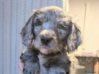 Mixed Breed dogs fluffy Daxiepoo, dachshund X cockapoo . Longhaired - Advert 3
