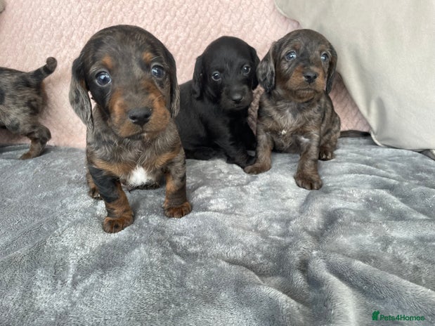 Doxiepoo dogs - Advert 1