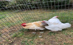 Chickens poultry for sale: Peking Bantam Trio - Image 6
