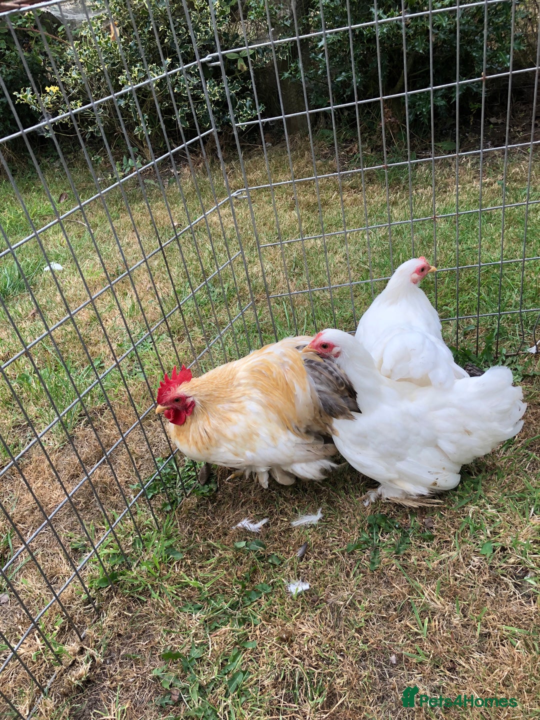 Chickens poultry for sale: Peking Bantam Trio - Image 6