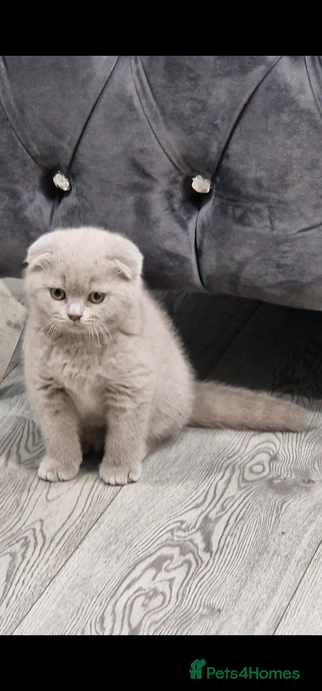 Scottish Fold cats *LAST ONE* Lilac Scottish Fold Kitten For Sale! - Advert 12