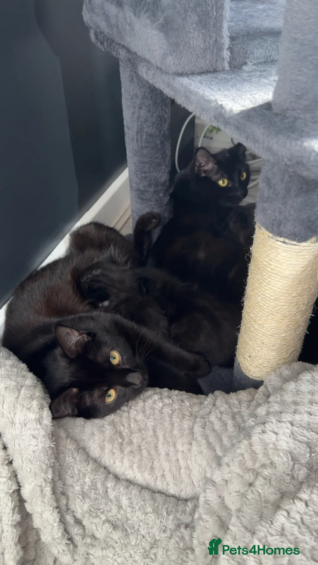 Mixed Breed cats for sale: BEAUTIFUL FLUFFY KITTENS *mixed breed*  - Advert 1