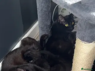 Mixed Breed cats BEAUTIFUL FLUFFY KITTENS *mixed breed* - Advert 1