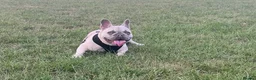 French Bulldog dogs for sale: Female frenchie rehome - Advert 3