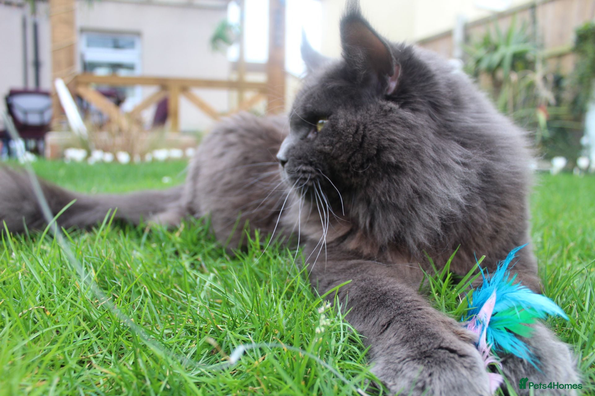 Maine Coon cats Maximus Majestic Maine Coon Stud  - Advert 1