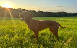 Mixed Breed dogs for sale: Vizla x Fox Red Lab (75/25) Puppies - Image 17