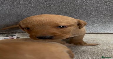 Labrador Retriever dogs - Advert 15