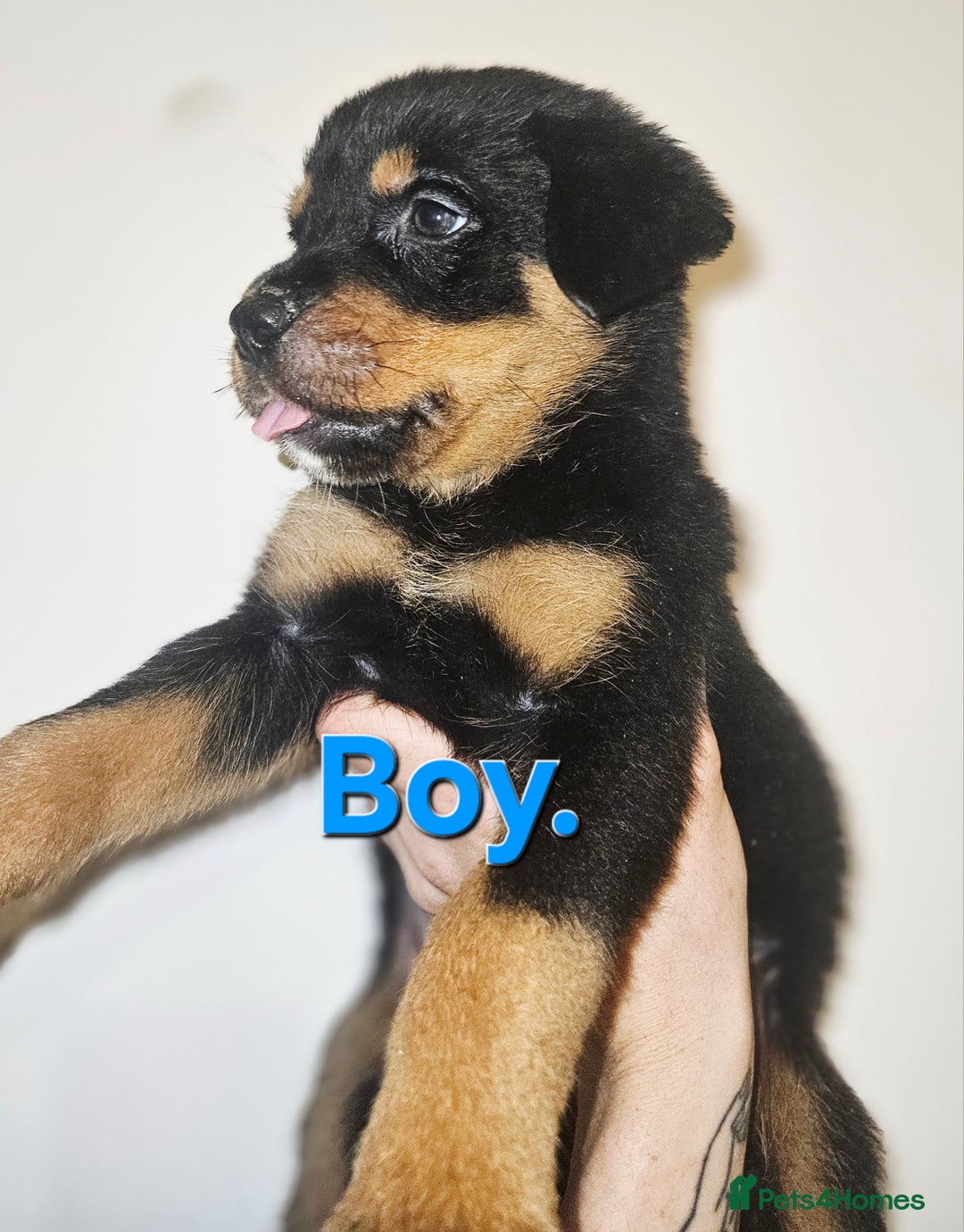 Rottweiler dogs for sale: READY NOW- Beautiful Rottweiler Puppies - Image 35
