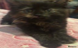 Mixed Breed cats for sale: 3 beautiful Birman cross kittens  - Image 2