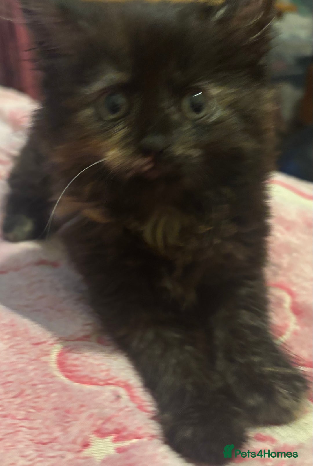 Mixed Breed cats for sale: 3 beautiful Birman cross kittens  - Image 2