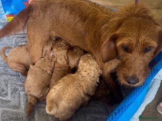 Labradoodle dogs 5* MINI F1B LABRADOODLE PUPPIES. - Advert 1