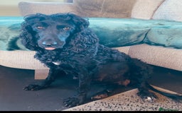 Cockapoo dogs for sale: Cockapoo  - Image 10