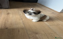 Shih Tzu dogs for sale: Beautiful shih Tzu puppies - Image 4