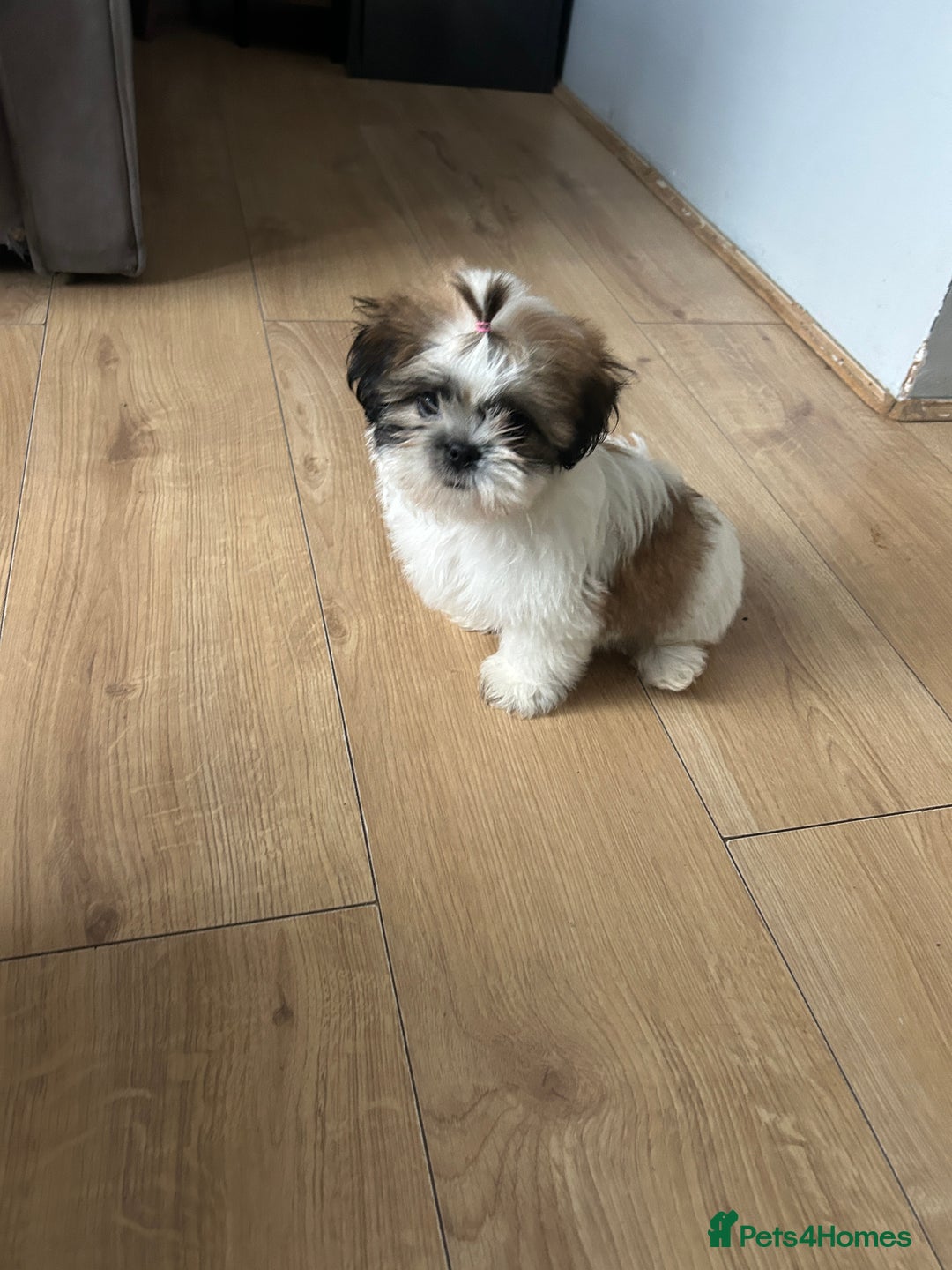 Shih Tzu dogs for sale: Beautiful shih Tzu puppies - Image 4