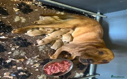 Labrador Retriever dogs for sale: Fox red Labradors for sale  - Image 6