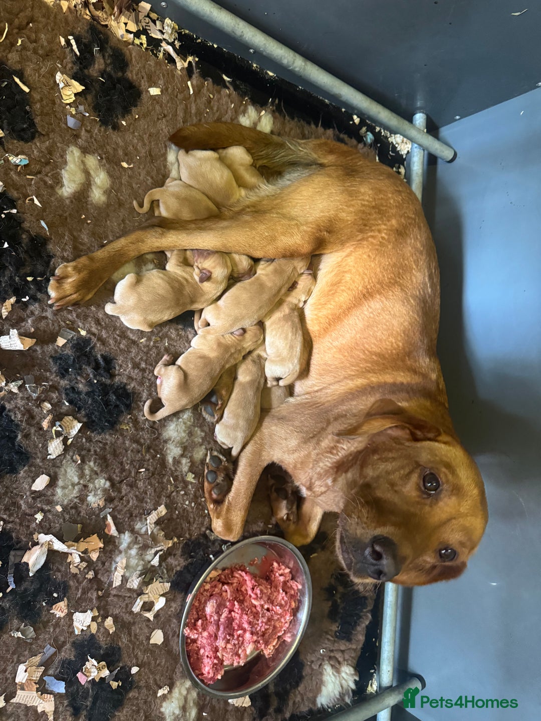 Labrador Retriever dogs for sale: Fox red Labradors for sale  - Image 6