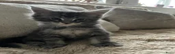 Maine Coon cats for sale: Maine coon stunning silver/blue shaded  - Advert 9