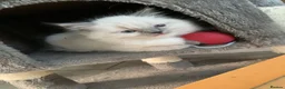 Ragdoll cats for sale: Male/Female Kitten Looking for a Loving  Home in Newport Pagnell - Advert 20