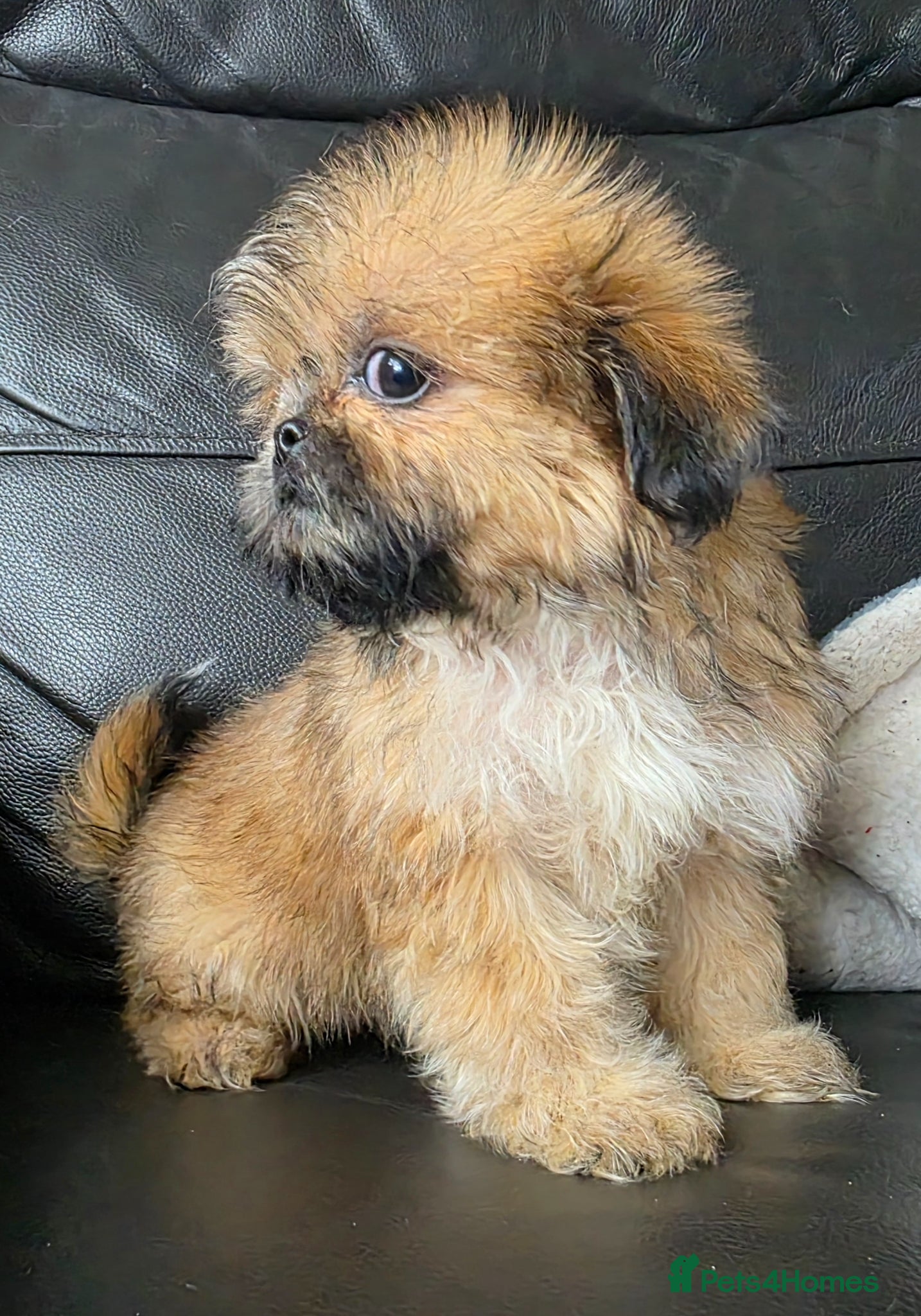 Shih Tzu dogs Stunning KC Reg Imperial shih tzu s ready now - Advert 1