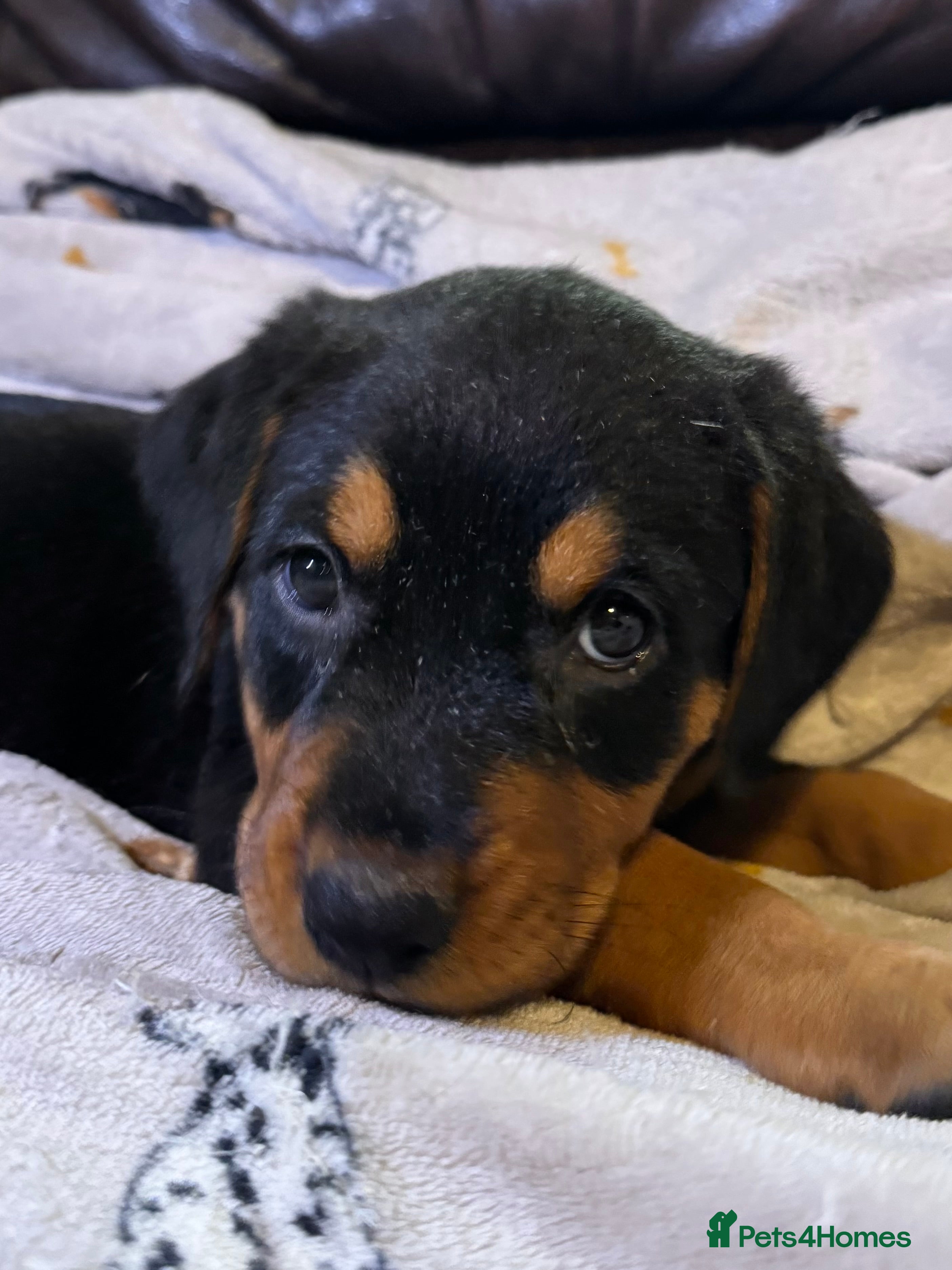 Rottweiler dogs Rottweiler Puppies Available – 2 Girls & 1 Boy 🐾 - Advert 16