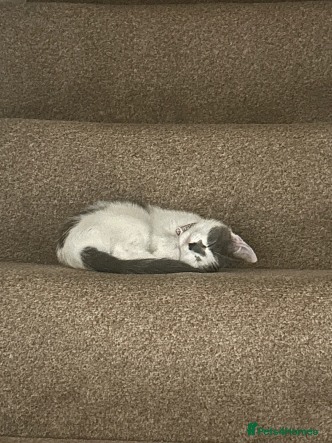 Mixed Breed cats for sale: Beautiful mix breed cat in Cleethorpes - Advert 3