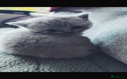 British Shorthair cats for sale: Beautiful, show quality lilac and blue BSH - Image 5