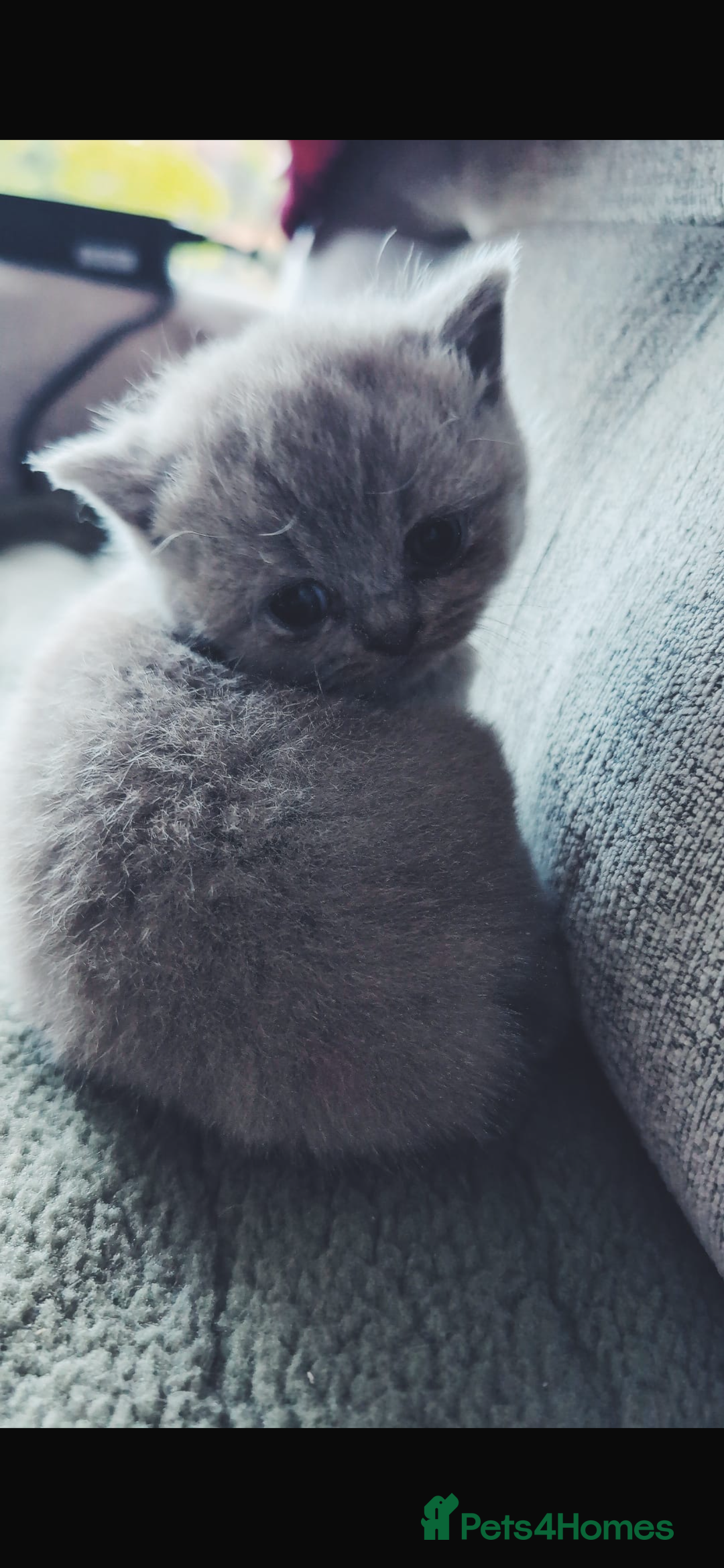 British Shorthair cats for sale: Beautiful, show quality lilac and blue BSH - Image 5