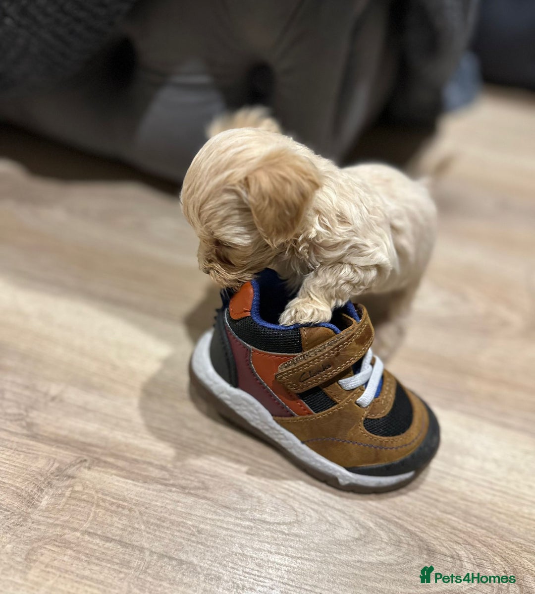 Maltipoo dogs for sale: Red teeny tiny maltipoo puppy - Advert 12