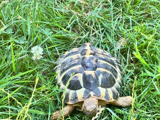 Turtle reptiles - Advert 2