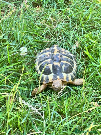 Turtle reptiles - Advert 3