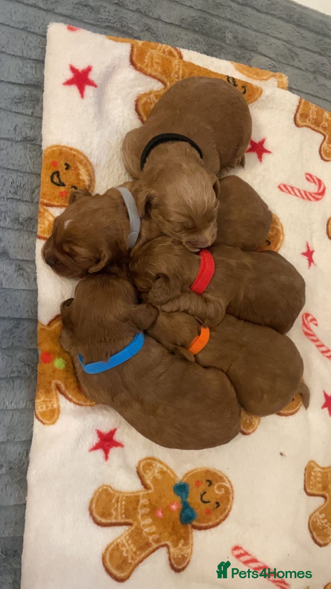 Cockapoo dogs for sale: 5 Stunning fox red Cockapoos (health tested) - Image 1