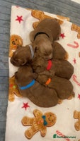 Cockapoo dogs - Advert 9