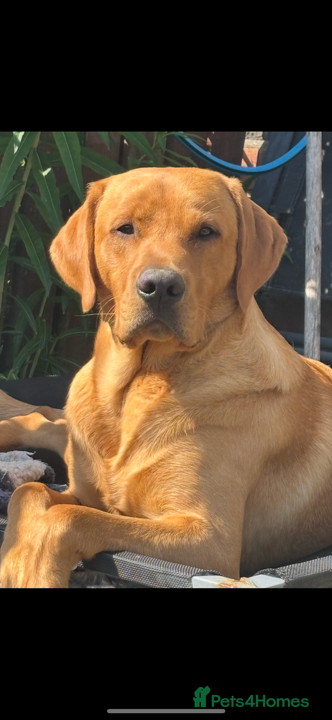 Labrador Retriever dogs for sale: KC Labrador pups - Image 7