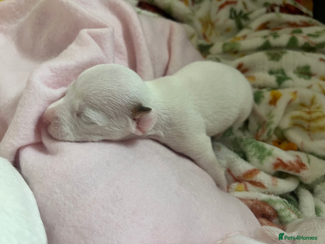 Jack Russell dogs for sale: Stunning Miniature Jack Russell Puppies!!! - Image 39