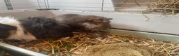 Guinea Pig rodents for sale: 2 male guinea pigs (bonded pair) - Advert 3